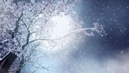 Late Spring Snow - blossoms, winter, sakura, blue, snow, spring, tree, snowing, bright, sky