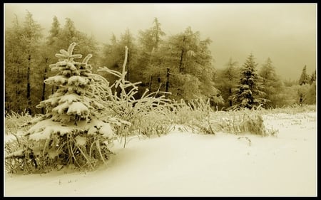 Winter - winter, wood, road, snow, forest, tree