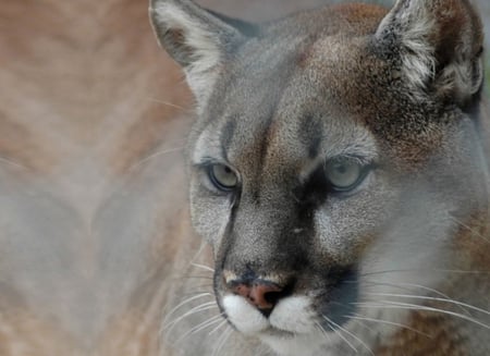 Cougar - feline, puma, cougar, cat