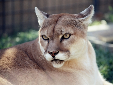 Cougar - feline, puma, cougar, cat