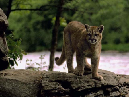 Cougar - feline, puma, cougar, cat