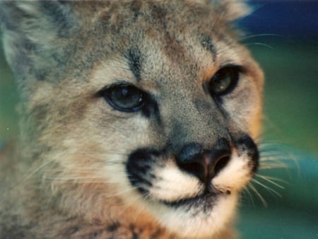 Cougar - feline, puma, cougar, cat