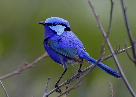 Splendid Fairy Wren. - blue, perch, animal, wren, bird