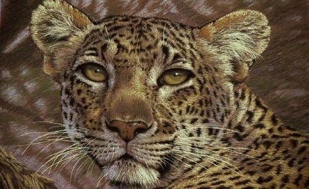 Leopard. - leopard, animal, wild, cat