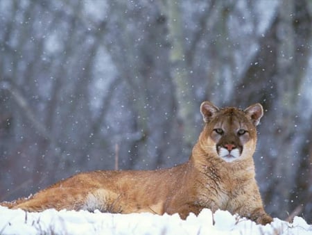 Cougar - cougar, cat, puma, mountain lion