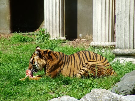 Captive Tiger - zoo, tiger, captive, cat