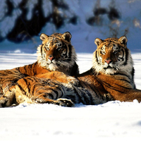 Bengal Tigers