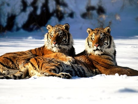 Bengal Tigers - bengal, cat, tigers, largest cat