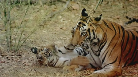 Bengal Tiger and Cub - largest cat, bengal, tiger, cat