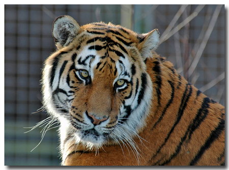 Bengal Tiger - largest cat, bengal, tiger, cat