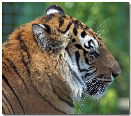 Bengal Tiger - largest cat, bengal, tiger, cat