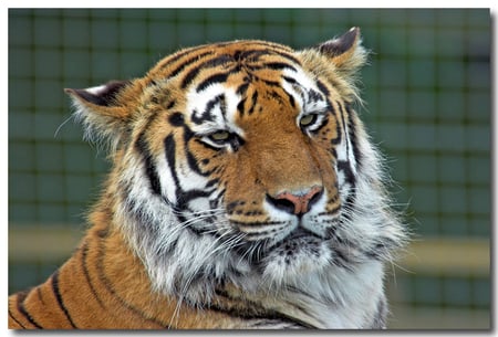 Bengal Tiger - largest cat, bengal, tiger, cat