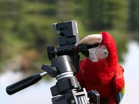 Tripod Tester - bird, camera, parrot, tripod