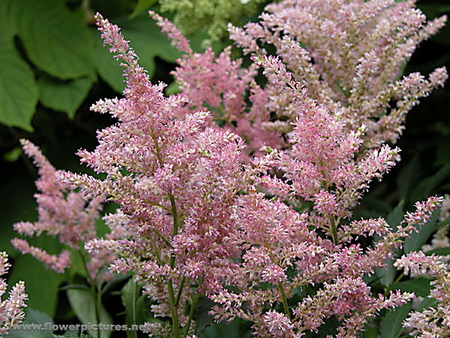 ASTILBE FLOWER - flowers, pretty, pink, beautiful