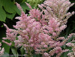 ASTILBE FLOWER