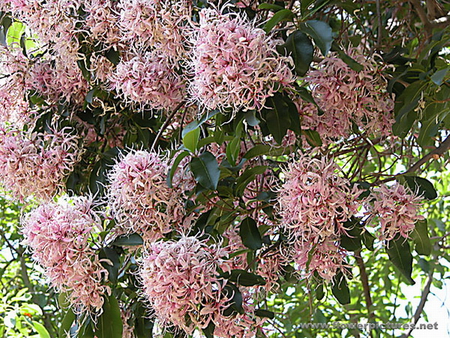 CAPE CHESTNUT FLOWERS - flowers, beautiful, pink, pretty