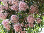 CAPE CHESTNUT FLOWERS