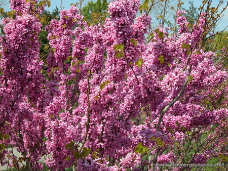 CHINESE REDBUD FLOWERS - flowers, beautiful, pink, pretty