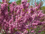 CHINESE REDBUD FLOWERS