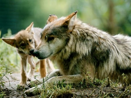 Wolf and Pup