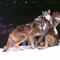 Wolves Socializing