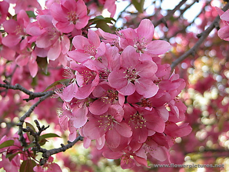 CRABAPPLE BLOSSOMS - blossoms, tree, pink, pretty