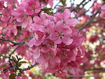 CRABAPPLE BLOSSOMS