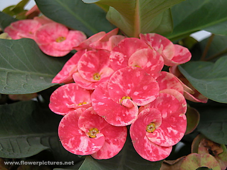 CROWN OF THORNS FLOWERS - flowers, leaves, pink, pretty