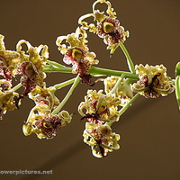 ORCHID FLOWERS