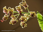 ORCHID FLOWERS