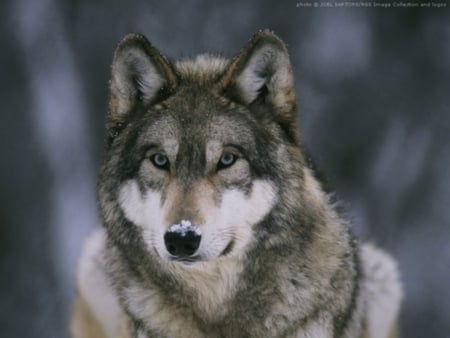 Beautiful But Deadly - canine, hunter, wolf, wolves