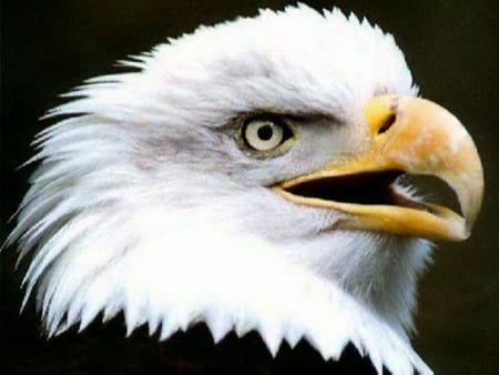 The Majestic Eagle - bird of prey, bald eagle, eagle, white head