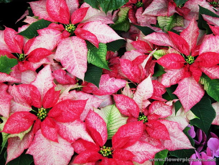 POINSETTIA - lovely, pink, pretty, plant