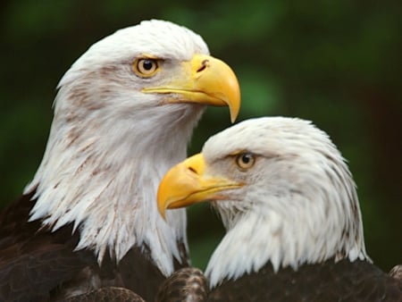 The Bald Eagle - bird of prey, bald eagle, eagle, white head