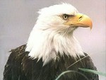 The Bald Eagle