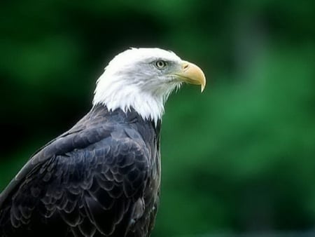 The Bald Eagle - bird of prey, bald eagle, eagle, white head