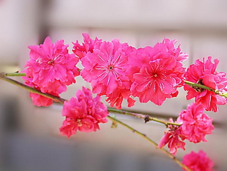 PRUNUS BLOSSOMS - beautiful, blossoms, pink, pretty