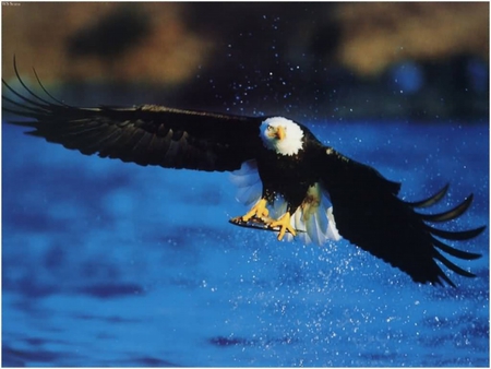 The Bald Eagle - bird of prey, bald eagle, eagle, white head