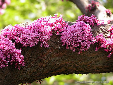 CHINESE REDBUD BLOSSOMS - tree, blossoms, pretty, pink