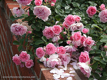 ROSES - pretty, rose, petals, pink