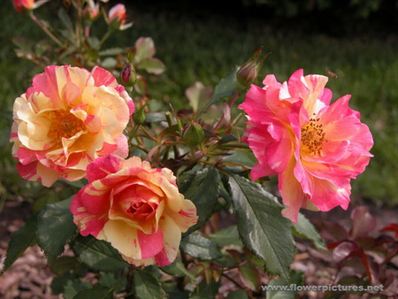 BEAUTIFUL ROSES - yellow, roses, pink, pretty