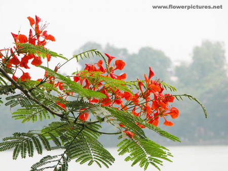 ROYAL POINCIANA FLOWER - flowers, red, tree, green