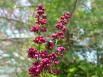 LILAC IN BUD