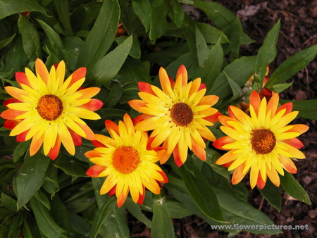 STRAW FLOWERS - flowers, pretty, straw, yellow