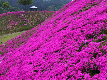 Blaze of Colour - hill, bloom, blooms, trees, cerise, field, flower, pink