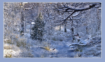 WINTER FOREST - forest, cold, trees, snow, winter