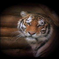 Tiger.