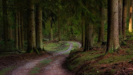 Forest road. - bend, nature, curve, road, forest, tree