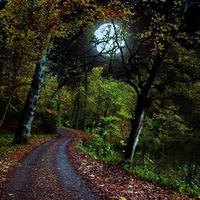 Forest night light.