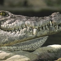 Great Barrier Reef Salt Water Crocodile